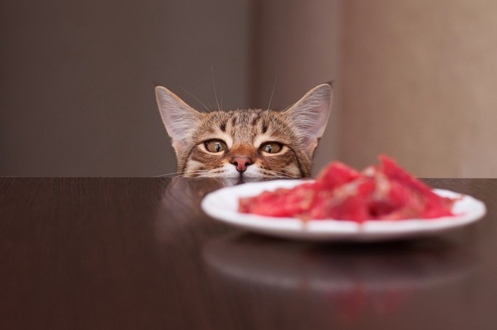 テーブルの上の食べ物を見つめる猫