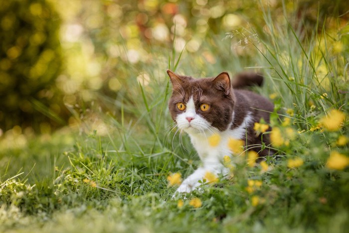 草むらを歩く猫