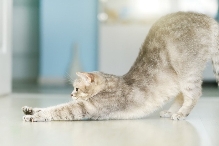 伸びをする猫