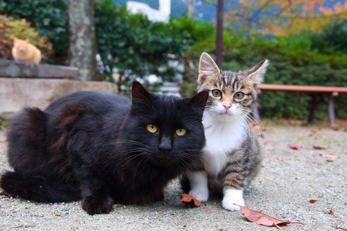 トラ猫と黒猫