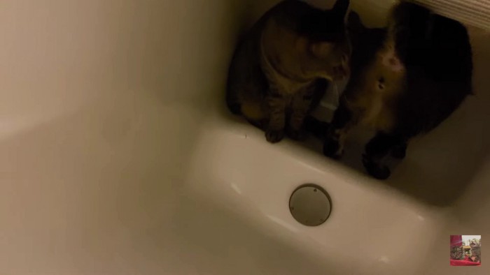 浴槽奥の猫2匹