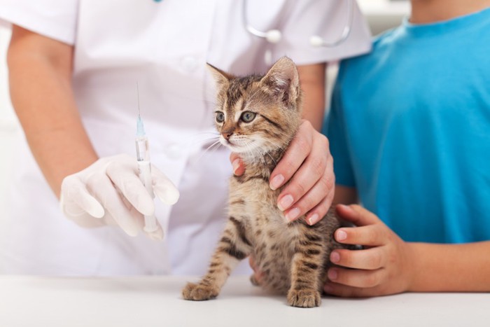 ワクチンをうたれる猫