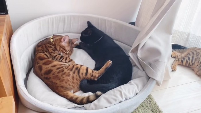 猫ベッドにいる2匹の猫