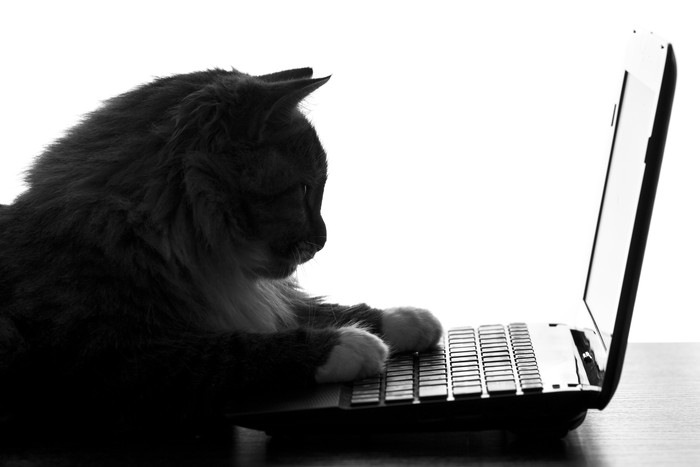 PCのキーボードを触る猫