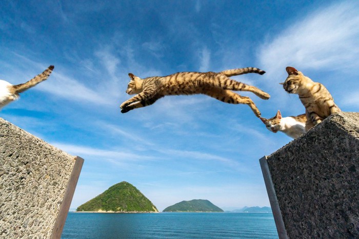 猫がジャンプする海辺