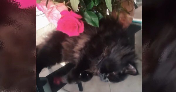 花瓶のそばで眠る猫