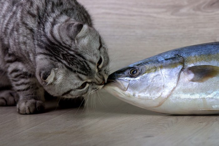 魚を凝視する猫