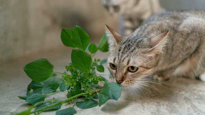 植物のにおいを嗅ぐ猫