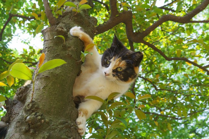 木の上から下を見つめる猫