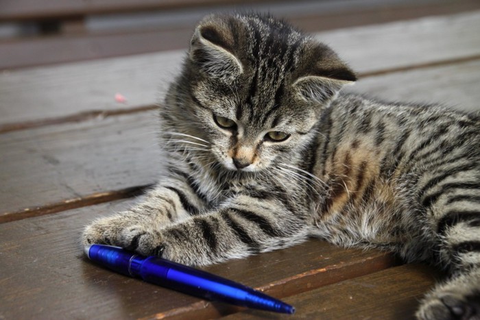 ペンと猫