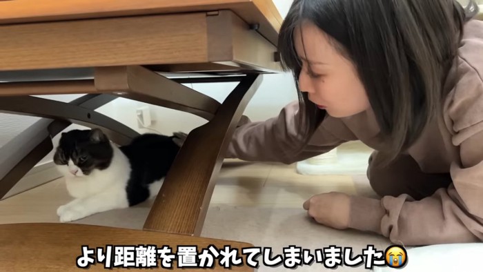 テーブルの下で撫でられる猫