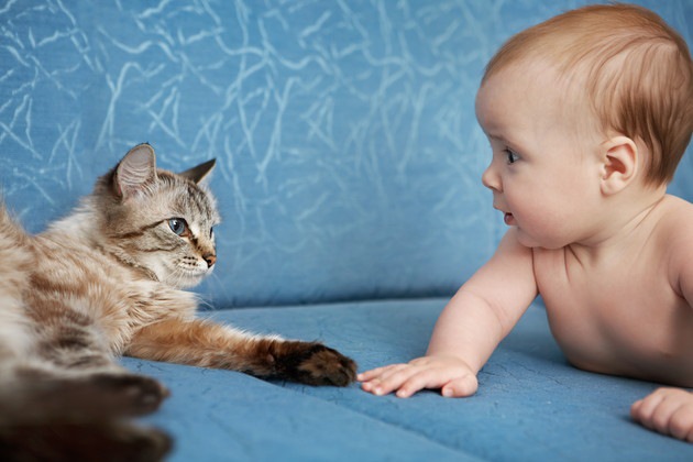 人間の赤ちゃんに手を伸ばしている猫