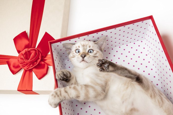 プレゼントの箱の中に入る猫