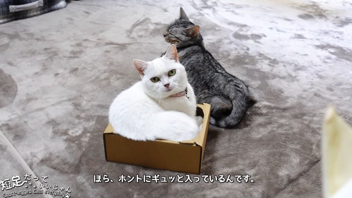 小さい箱に入る猫