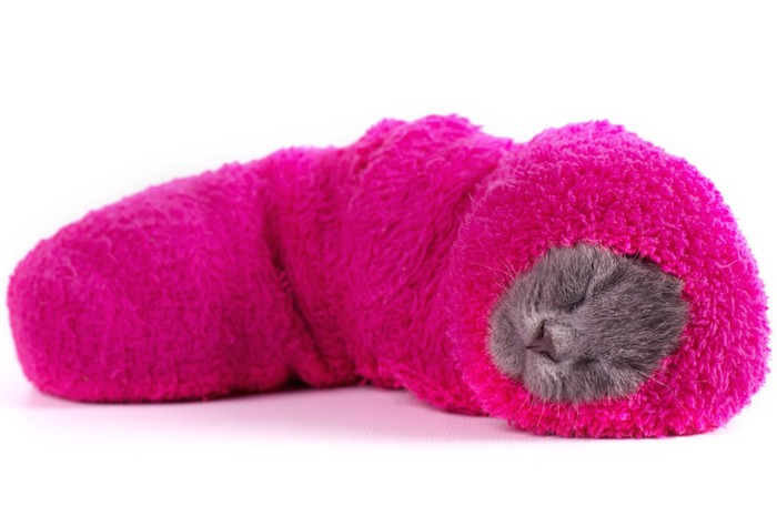 靴下の中に入って眠る猫
