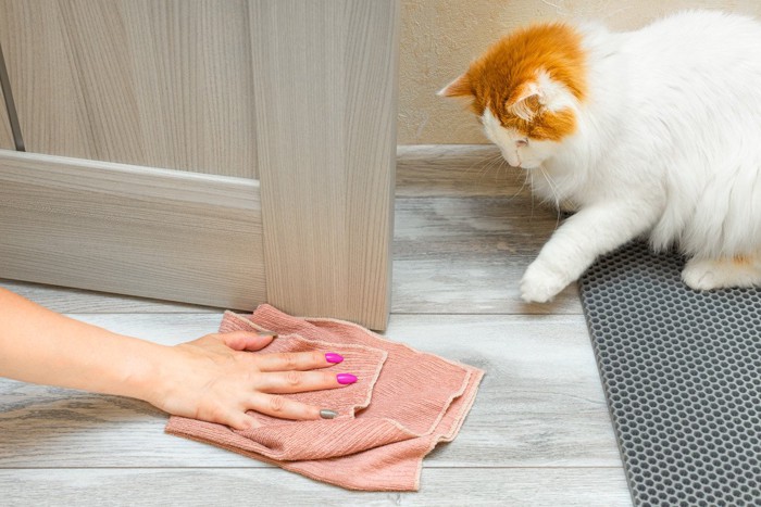 床掃除をする手と猫