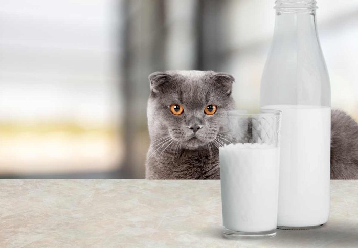 テーブルの上の牛乳を見つめる猫