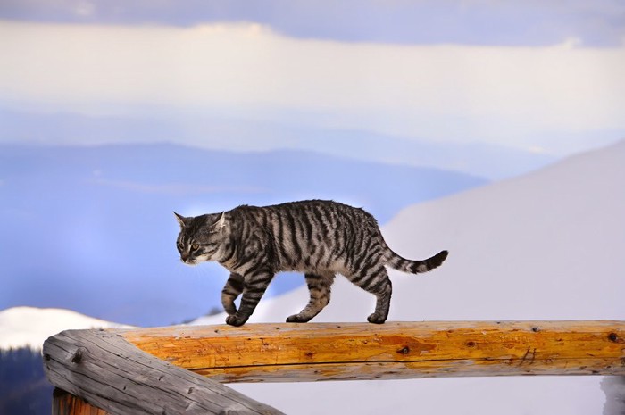 木の塀を歩く猫