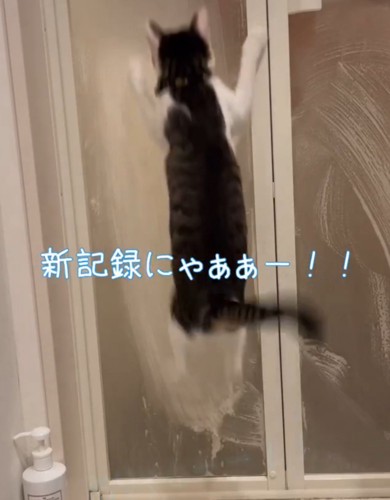 ドア越しに飛びつく1匹の猫（新記録にゃー！！！）