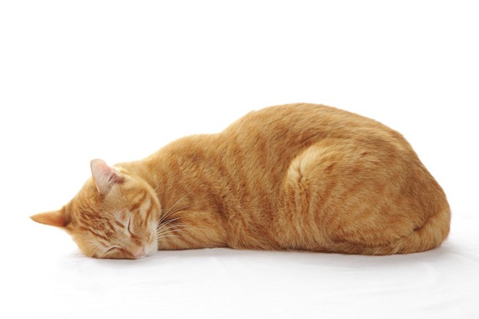 床に顔をつけて眠る茶トラ猫