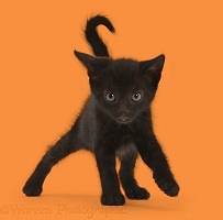 元気でかわいい黒猫