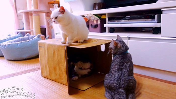 箱の入り口に座る縞模様の猫