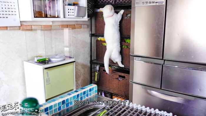 棚を登る猫