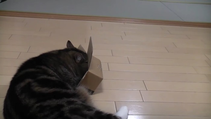 箱の中に顔を入れる猫