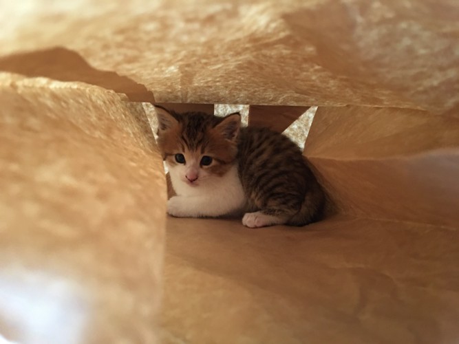 紙袋の中にいる子猫