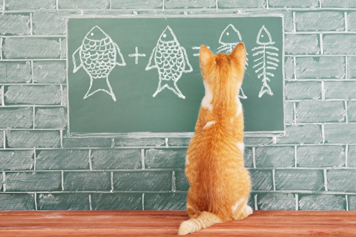 黒板に書かれた魚の絵を見つめる子猫