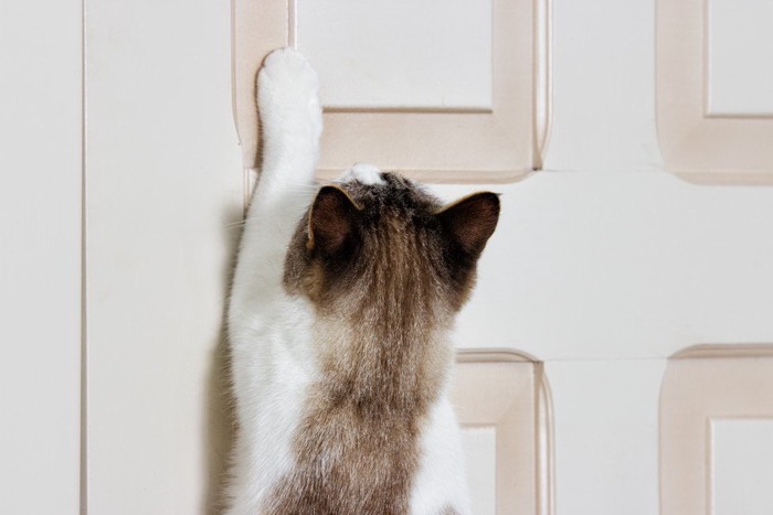 扉を掻く猫