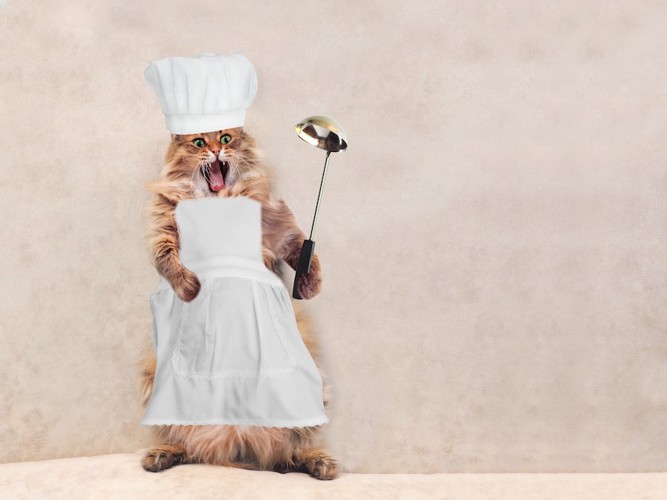 料理人の格好をした猫