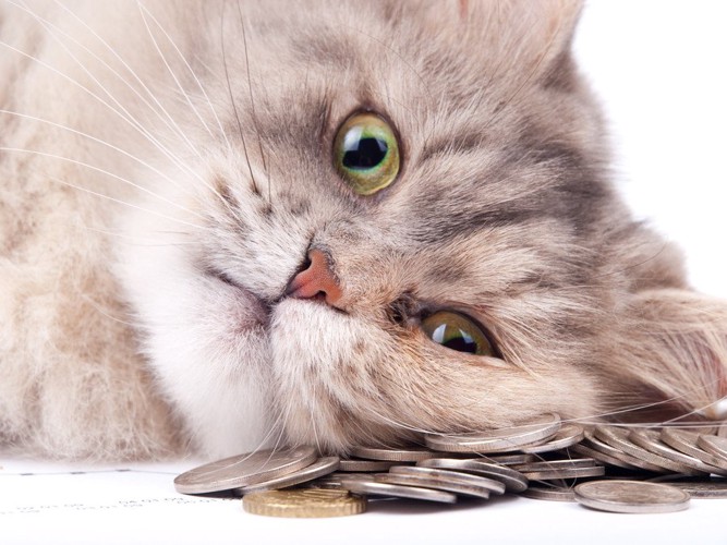 お金の上に顔を乗せる猫