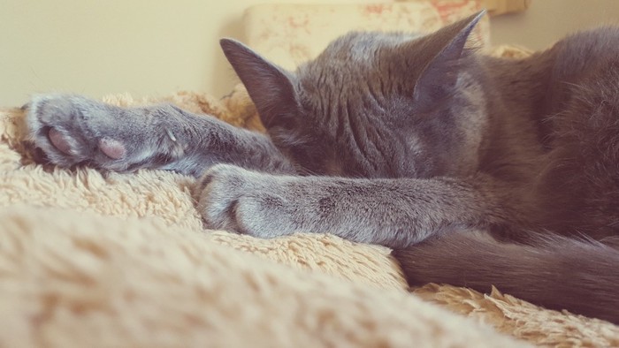 毛布に顔を埋めて眠る猫