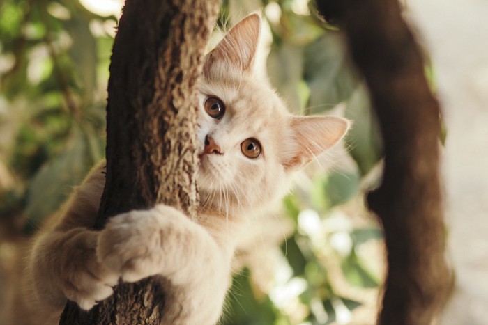 木の幹にしがみついてこちらを見る猫