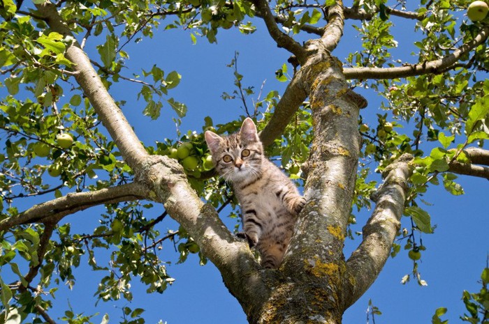 木の上に居る猫