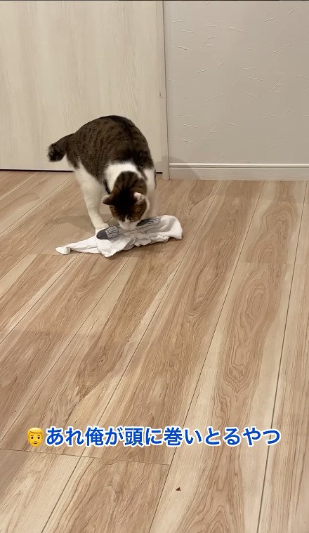 タオルの上にぬいぐるみを乗せる猫