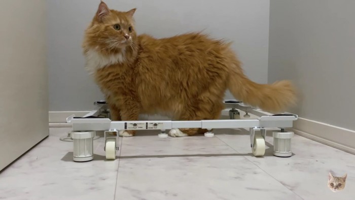 洗濯機の台座に収まる猫