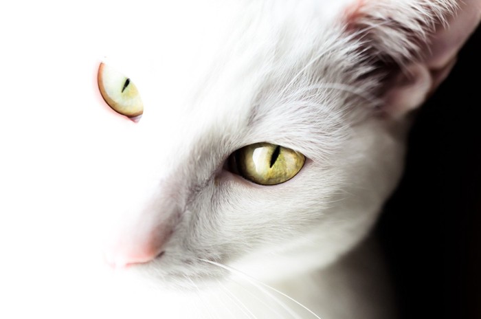 こちらを睨むように見上げる白猫