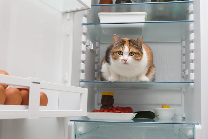 冷蔵庫内の猫