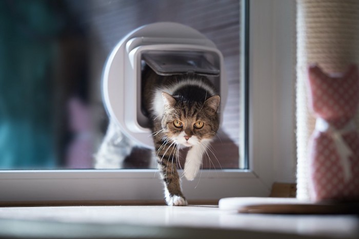 キャットドアを通って部屋に入る猫