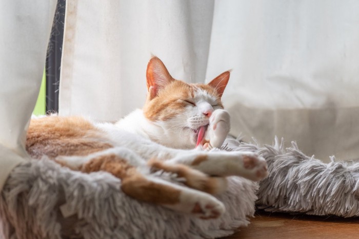 毛繕いをする猫茶トラ白