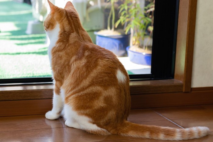 座って窓の外を見つめる猫の後ろ姿