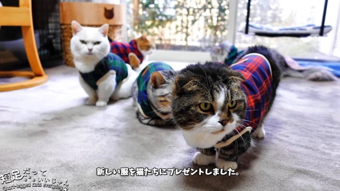 服を着た5匹の猫たち
