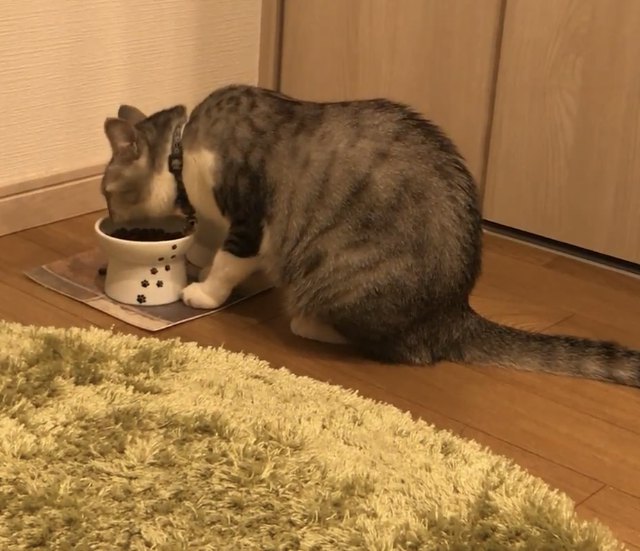カナガン キャットフードを食べる猫