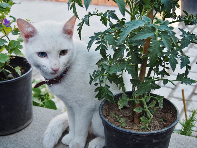 植木鉢とオッドアイの猫