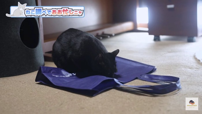 袋の上の黒猫