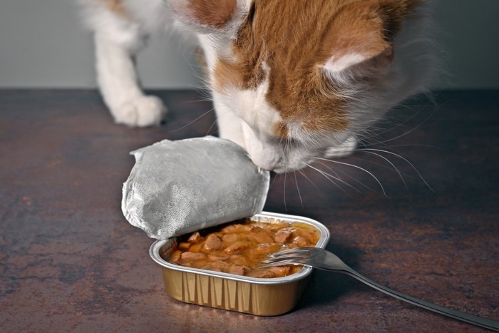 ご飯のにおいを嗅ぐ猫