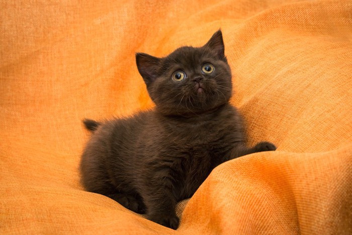 オレンジのシーツの上のブリティッシュショートヘアの子猫