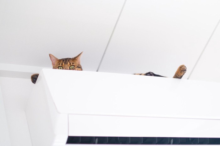 エアコンの上から見下ろす猫